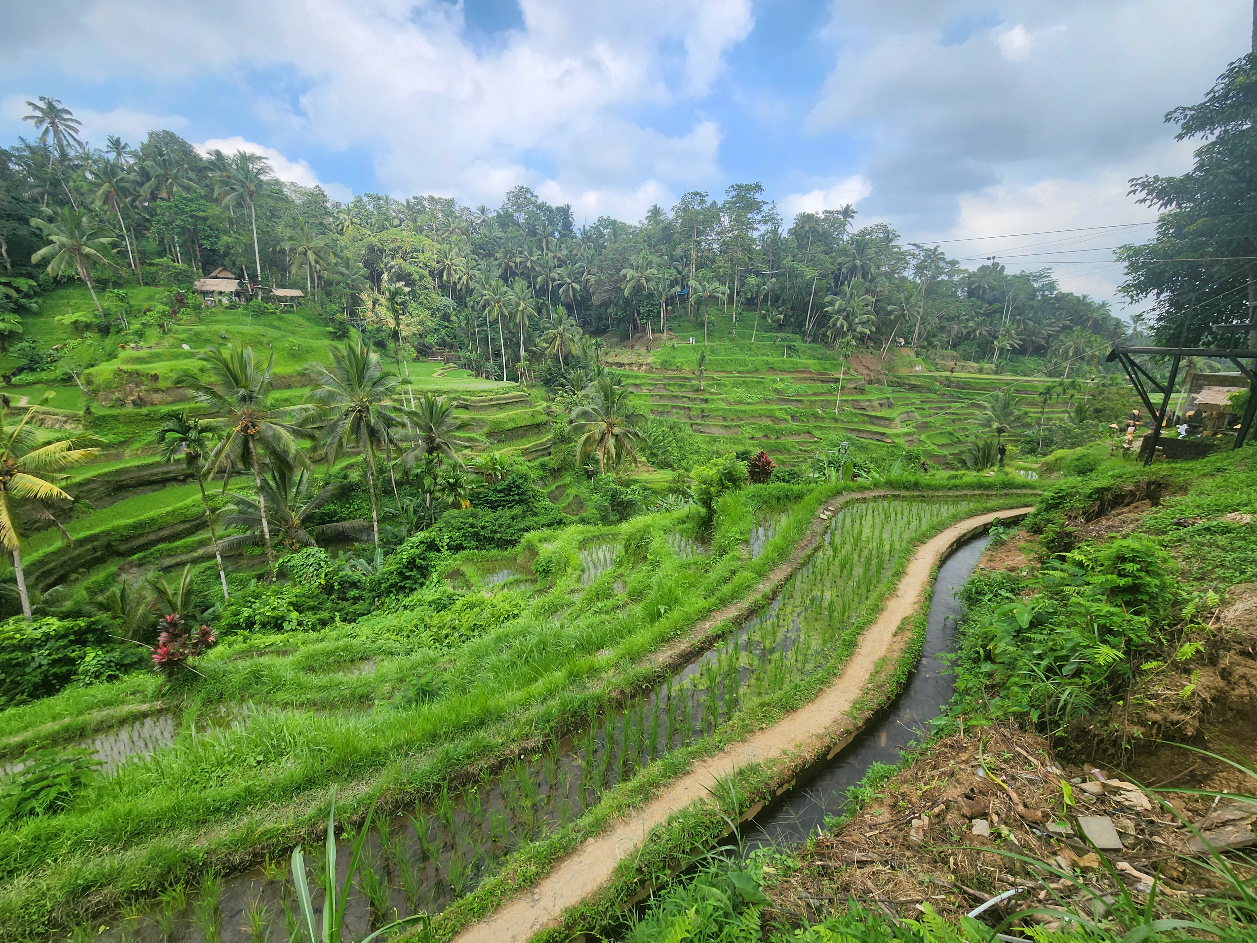 Narrow path and irrigation channel between bright green rice terraces in Bali